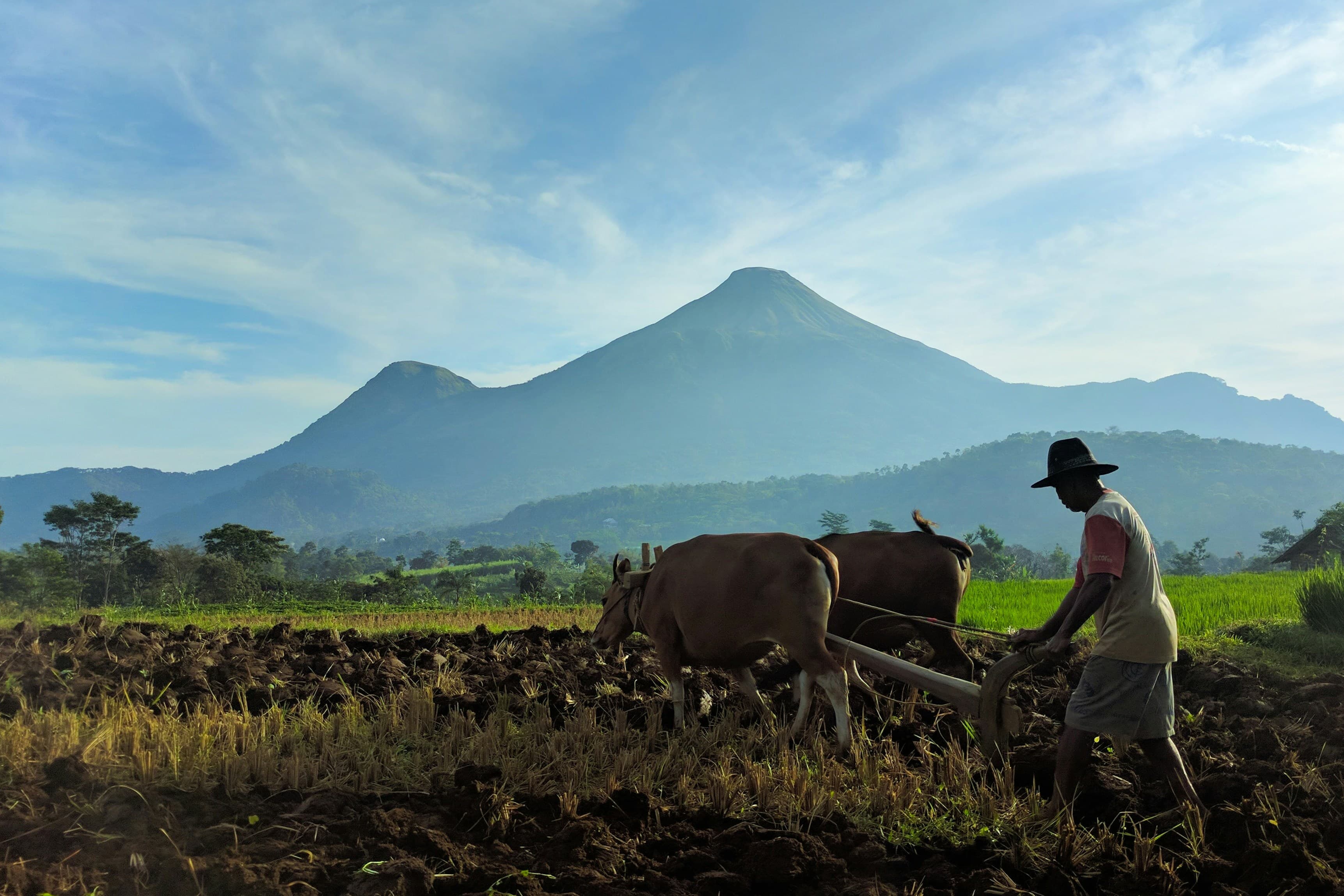 Petani membajak sawah dengan sapi di kaki gunung